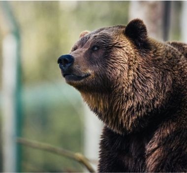 How Diamonds Help Preserve Wilderness