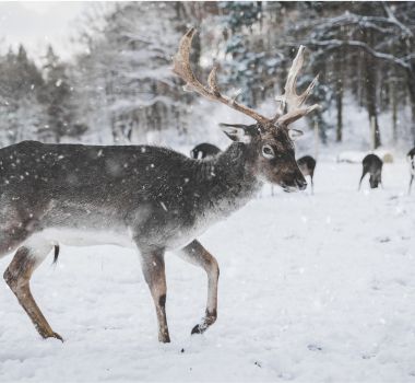 How Diamonds Safeguard Siberian Reindeers